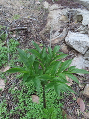 Amorphophallus kiusianus