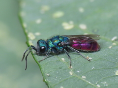 Chrysura radians