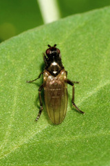 Copromyza