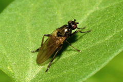 Copromyza
