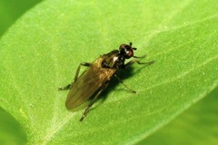 Copromyza