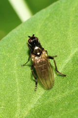 Copromyza