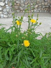 Sonchus arvensis