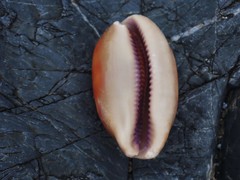 Lyncina