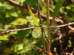 Oxygastra curtisii