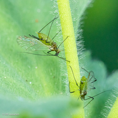 Hyperomyzus pallidus