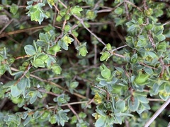 Pimelea spinescens