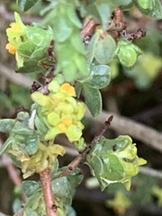 Pimelea spinescens