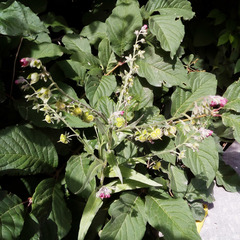 Cynoglossum officinale