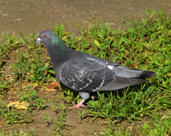 Columba livia