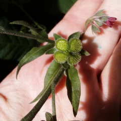 Cynoglossum officinale