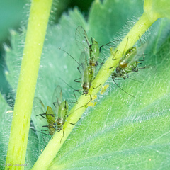 Hyperomyzus pallidus