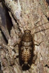 Parellipsidion latipenne