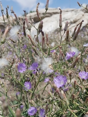 Lactuca tatarica