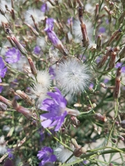 Lactuca tatarica