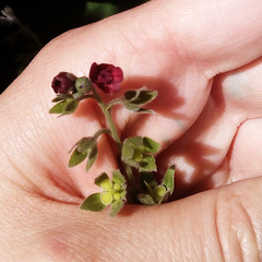 Cynoglossum officinale