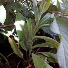 Cynoglossum officinale