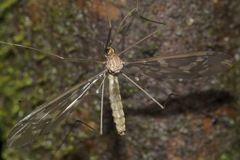Leptotarsus binotatus