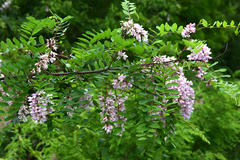 Robinia pseudoacacia