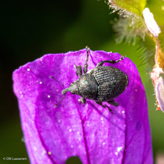 Zacladus geranii