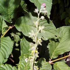 Cynoglossum officinale
