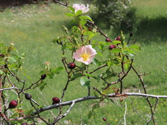 Rosa pouzinii