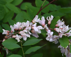 Robinia pseudoacacia