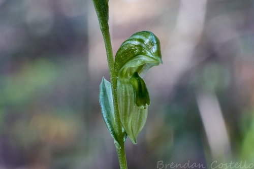 Image of Pterostylis stenochila by (c) Brendan Costello, some rights reserved (CC BY)