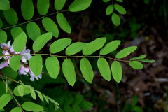 Robinia pseudoacacia