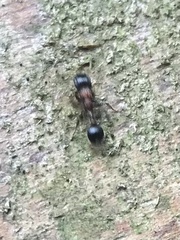 Dilobocondyla