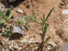 Lomelosia stellata