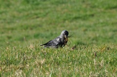 Corvus monedula