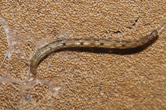 Arachnocampa luminosa
