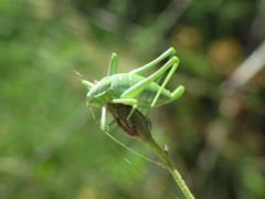 Odontura aspericauda