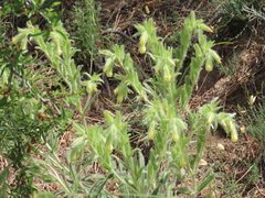 Onosma tricerosperma
