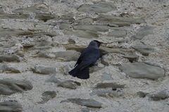 Corvus monedula