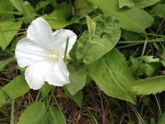 Calystegia spithamaea