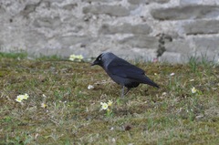 Corvus monedula