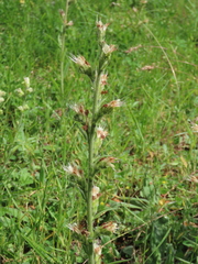Echium flavum