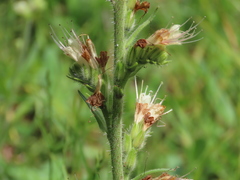 Echium flavum