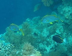 Plectorhinchus vittatus