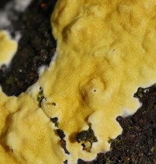 Trichoderma victoriense