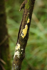 Trichoderma victoriense