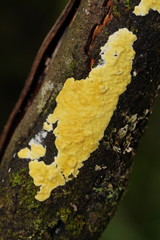 Trichoderma victoriense