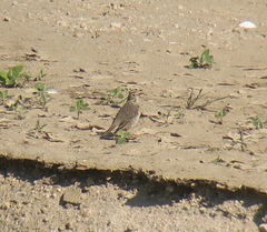 Anthus rubescens japonicus