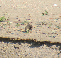 Anthus rubescens japonicus