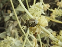 Eudolycoris alluaudi