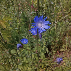 Cichorium intybus