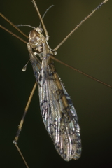 Austrolimnophila argus