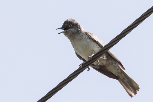 Barred Warbler, photo 8 of 9